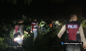 Foto : Personel Sat Samapta Polres Lamongan memotong pohon tumbang di jalan raya Sukodadi