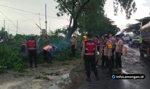 Foto : Polres Lamongan Evakuasi Pohon Tumbang yang Tutup Jalur Poros Sukodadi